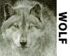 Framed Wolf Sketch Pic