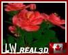 LW - Wet Red Roses