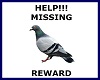 Missing Pigeon Poster
