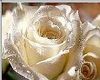 white rose room