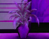 Purple Pleasure Plant
