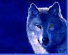 Blue Night Loft-Wolf