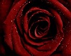 round red rose rug