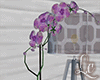 LC| Purple Orchid Plant