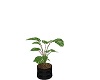 Sprus Plant