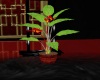 ~C~ Oriental Plant