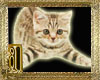*DD Cat Sticker