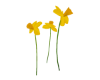 ! Yellow Daffodils !