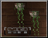 [MFI]Wall leafe plant