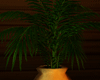 [kyh]africa plant