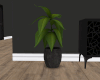 ND| House Plant 2