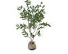 Olive tree