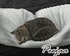 PJ🐱Sleepy Kitty