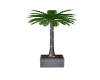 SWS Indoor Palm Tree