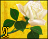 SC|White Rose (R)