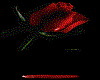 Red Vamp Rose