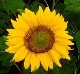 SunflowersBabyTee