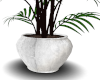 White Vase Plant