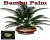 Bambu Palm
