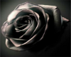 Black Rose Rug