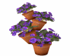 Violet Flowers Pots