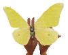 TF* Butterfly w/ Pose #1