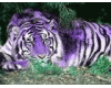 Purple-White Tiger