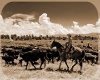 cattle drive rug