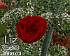 Valentine's Roses &Tulip