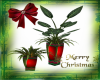 (MC) Holiday Ferns
