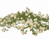 Roses Bush 3