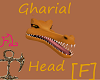 Gharial Head [F]