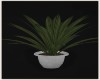 POTTED PLANT lV