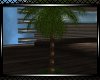*Lagoon Beach Palm