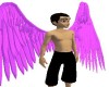 Pink angel wings, male