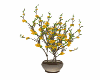 sakura plant yellow