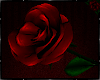!VR! Rose of Love