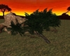 Savanna's Acacia Tree