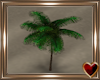Te Anim Beach Palm 2