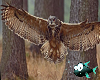 pic owls