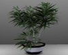 Pretty Bonsai Plant