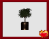 Mini Tree Planter