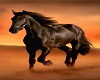 horse pic 10