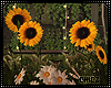 Cz!Sunflowers