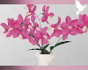 Mom's Orchids | Fushia