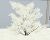 Winter Tree snow