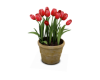 Plant Tulip red