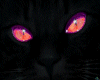 Black Cat Glowing Eyes