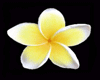 Yellow Frangipani