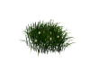 Summer Flower